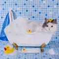 Колко често се къпе котката?