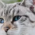 Очни симптоми, които подсказват, че котката ви има нужда от ветеринар