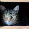 Мистериозната любов на котките към кутиите и квадратите - на какво се дължи?
