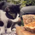 Могат ли котките да ядат хляб