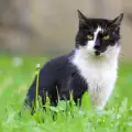 Защо котката ти яде трева?