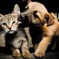 Испански кучета и котки вече са с равни граждански права