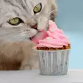 Котките ядат ли сладко