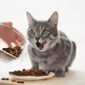 Колко често се храни котка?