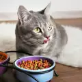 Храносмилателно здраве на котката