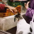 Опасно ли е да даваме риба на котката?