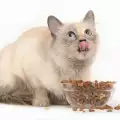 Колко често да храня котката?