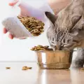Как да разберем дали храним котката си с добра храна