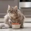 Когато котката не се храни
