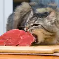 Опасно ли е да даваме сурова храна на котката?