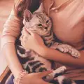 Защо котките много обичат да спят върху вас