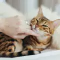 6 начина да направиш котката си много щастлива