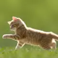 Как котките намират пътя към дома