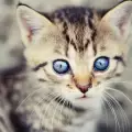Тайната на езика на тялото на малките котенца