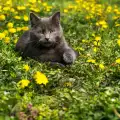 Неизвестен садист избива стотици котки във френско градче