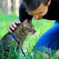 Котки-пътешественици кръстосват Япония със стопанина си (ГАЛЕРИЯ)