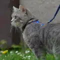 На разходка с котката - мисията възможна!