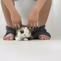 Защо котката се гали в краката?