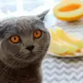 Може ли котката да яде пъпеш?