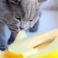 Зеленчуци и плодове, които може да давате на котки
