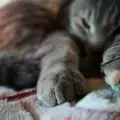 Как котките лекуват хората