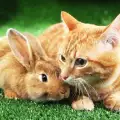 Съжителство на котка и заек