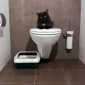 Котката пие вода от тоалетната - причини и рискове