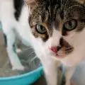 Колко време отнема обучението на котето на тоалетна?