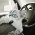 Коте оцеля, след като остана заклещено цял ден под капака на кола