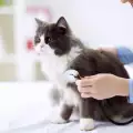 Защо котката куца?