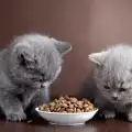 Хранене на малки котета