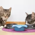 Ревност при котките: причини и начини за преодоляване