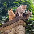 Защо котките обичат високите места?