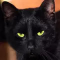 Габровската котка с паметник