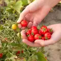 Как да отгледам чери домати в саксия