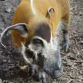 Зоопаркът в София събира дарения за четкоухо прасе