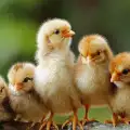 Нова техника ще спасява живота на новоизлюпените пилета