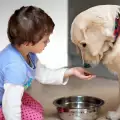 Най-допусканите грешки при хранене на куче