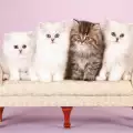 Кои са най-популярните породи котки в България