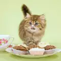 Ядат ли котките сладко?
