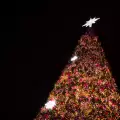 Над 50 елхи грейват в Септември по случай Коледните празници