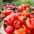 Red Peppers - Why They Are So Healthy