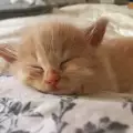 Животинчетата, които спят най-сладко (СНИМКИ)