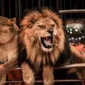 Британци спасяват последните циркови лъвове у нас