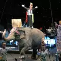 Забраниха на цирка в Румъния да използва диви животни за номерата си