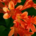 Кавказка лилия
