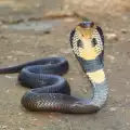 Змии нахапаха мъж 160 пъти, защото той иска