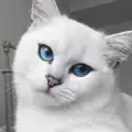 Прелест! Това са котките с най-красивите очи