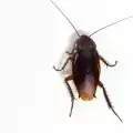Как да се отървем от хлебарките?