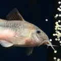 Рибки Коридорас